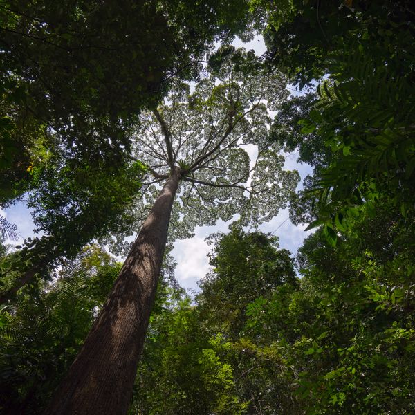 tree seen from the ground, the leaves are sparse and the blue sky is visible through them