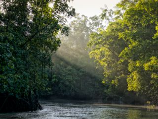 trees by the amazon river
