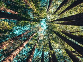 trees seen from the ground