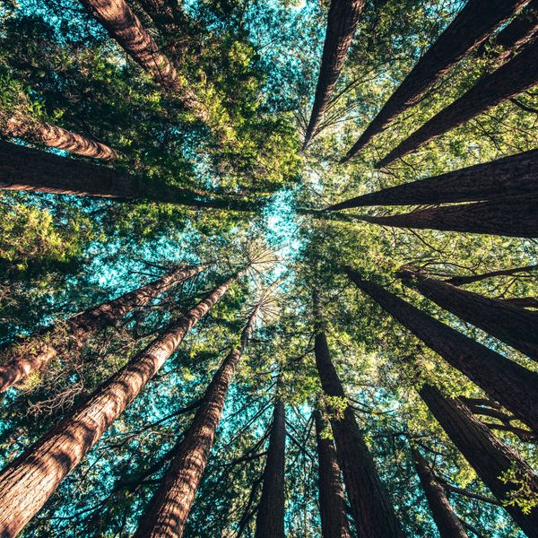 trees seen from the ground